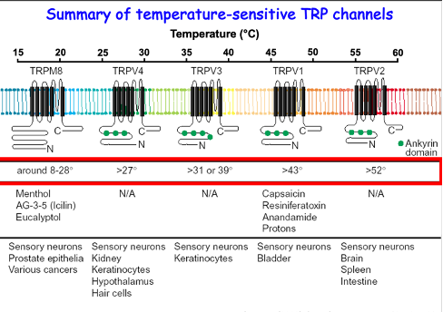 <ul><li><p><span><span>T</span></span><span style="line-height: 15.333332px;"><span>RPM8 and TRPV neurons are all expressed in sensory neurons and other cell types e.g.  keratinocytes (pain sensing) and hypothalamus (body temp control), etc</span></span></p></li></ul><p></p>