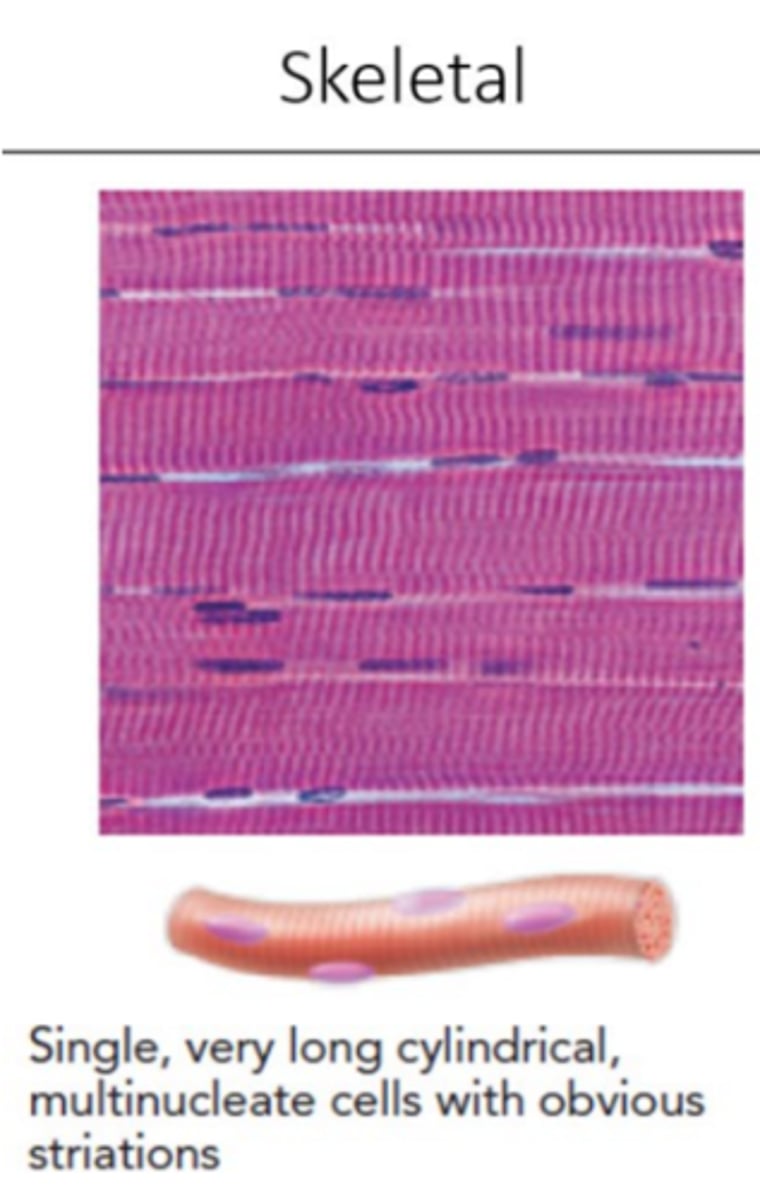 <p>These muscles stabilize the skeleton, guard entrances and exits of the GI, respiratory, and urinary tracts</p><p>Some distinguishing features include striations present, multinucleated cells, and flat nuclei that are pushed off to the side.</p>