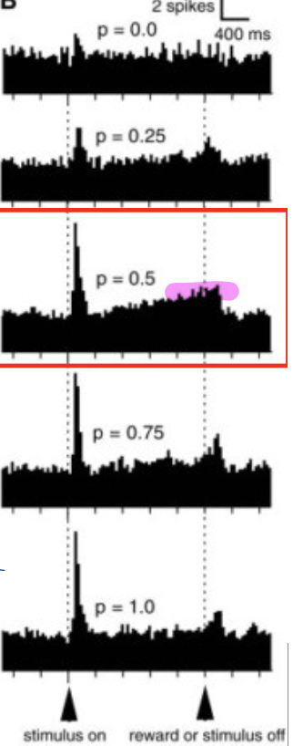 <p>DA cell activity during appetitive pavlovian conditioning (purple squiggle and fruit juice) </p><ul><li><p>5 stimuli w diff probabilities of reward </p></li><li><p>not always tied to juice BUT cue learning still exists (CS response) → DA cell activated during the “pause” (unsure if getting reward) </p></li><li><p><span style="color: purple;">at peak uncertainty (0.5) → CS + anticipatory activity in pause b/w CS and juice </span></p><ul><li><p><span style="color: purple;">surplus DA activity (double hit) </span></p></li></ul></li></ul><p></p>