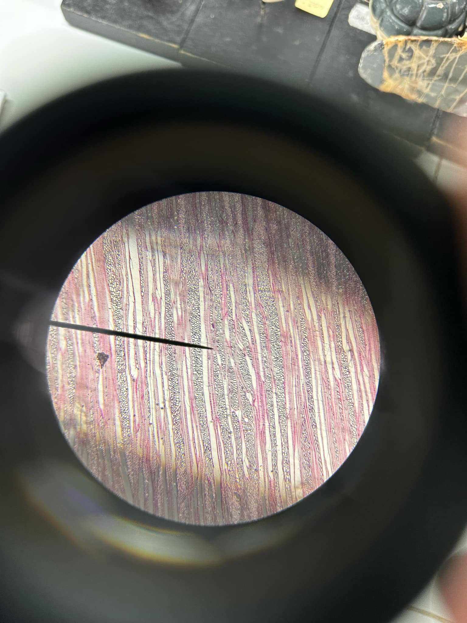 <p>identify the prepared slide</p>