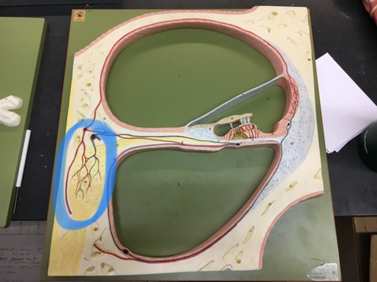 <p>the group of nerve cells that serve the sense of hearing by sending a representation of sound from the cochlea to the brain.</p>