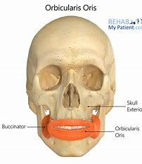 <p>Origin: maxilla and mandible</p><p>Insertion: Skin and muscles at angles of mouth</p><p>Function: Closes lips, purses and protrudes lips (kissing/whistling)</p><p></p>