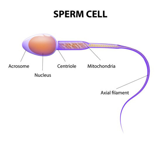 <p></p><ul><li><p>function is to get male DNA to female DNA</p></li><li><p>Long tail and streamlined head help it swim to the egg</p></li><li><p>Lots of mitochondria to provide energy when needed</p></li><li><p>Carries enzymes to digest through the egg membrane</p></li></ul><p></p>