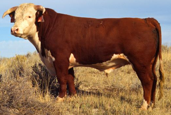 <ul><li><p>From Herefordshire, England</p></li><li><p>Can be <strong>horned or polled</strong></p></li><li><p>Most <strong>important </strong>of the British Breeds <strong>globally</strong></p><ul><li><p>Nicknamed <strong>“the cattle that won the west”</strong></p></li><li><p>Tough, durable, can handle having less grass, rugged</p></li></ul></li><li><p>Red bodies with distinct white markings</p><ul><li><p>If they have no white on their shoulders, they’re called a “redneck”</p></li></ul></li><li><p>Prone to <strong>eye cancer</strong>; pink spots absorb UV rays which can lead to cancer</p><ul><li><p>Also leads to <strong>sunburned utters and testicles</strong></p></li><li><p>A lot of white has been <strong>bred off,</strong> especially in <strong>sensitive areas</strong></p></li></ul></li></ul><p></p>