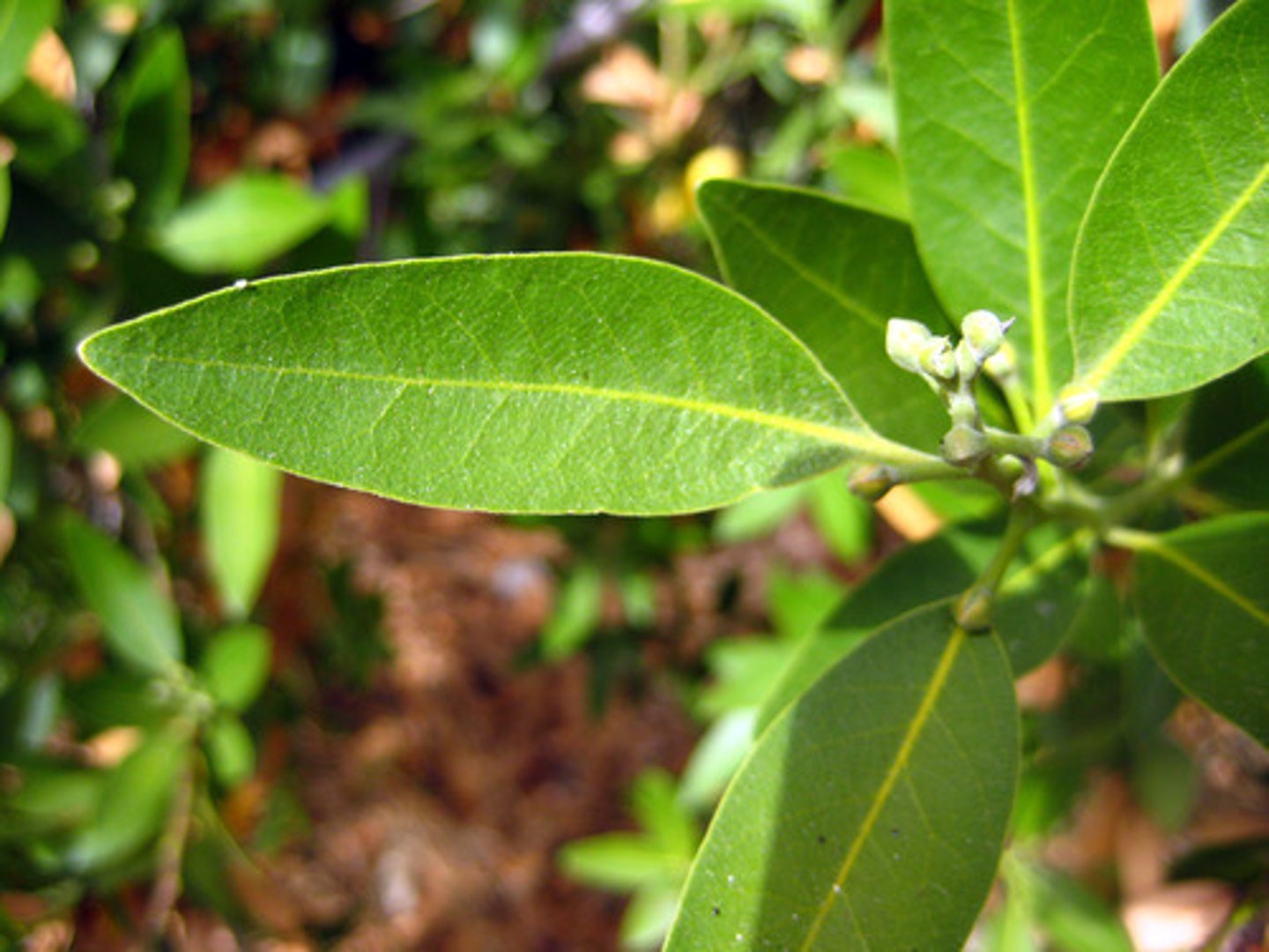 <p>Umbellularia californica (riparian/oak woodland)</p><p>Leaves: Lance-shaped, highly aromatic when crushed.</p><p>Fruit: Round, green to purple drupes.</p><p>Use: Culinary and medicinal applications.</p><p>Ecology: Host plant for swallowtail butterfly larvae.</p>