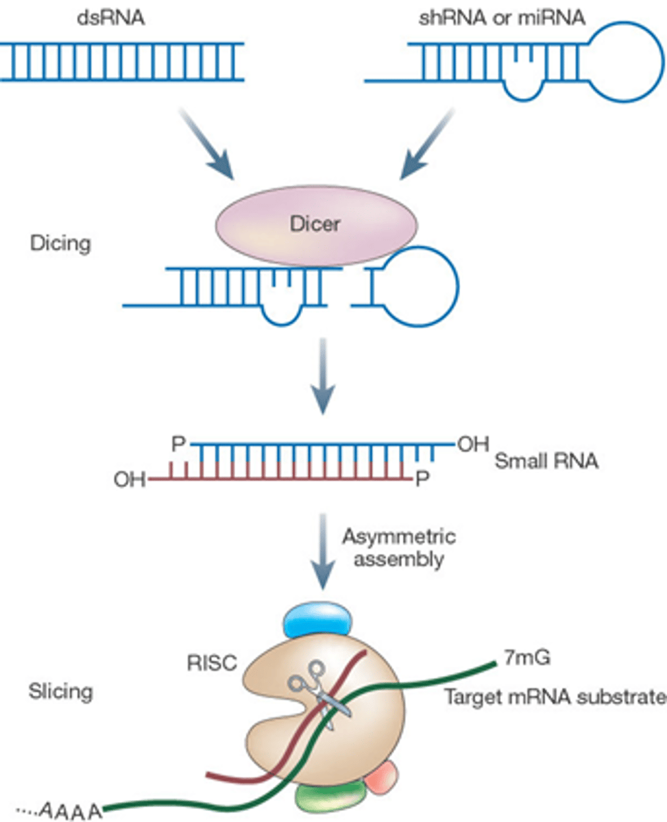 <p>enzyme that cleaves and processes double stranded RNA to produce siRNAs or miRNAs that are 21-25 nucleotids in length</p>