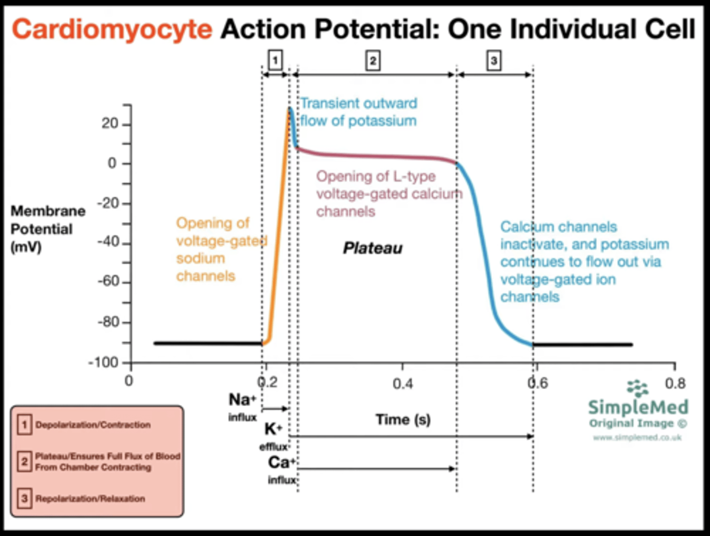 <p>K+ permeability, then Na+ permeability, and then Ca2+ permeability</p>