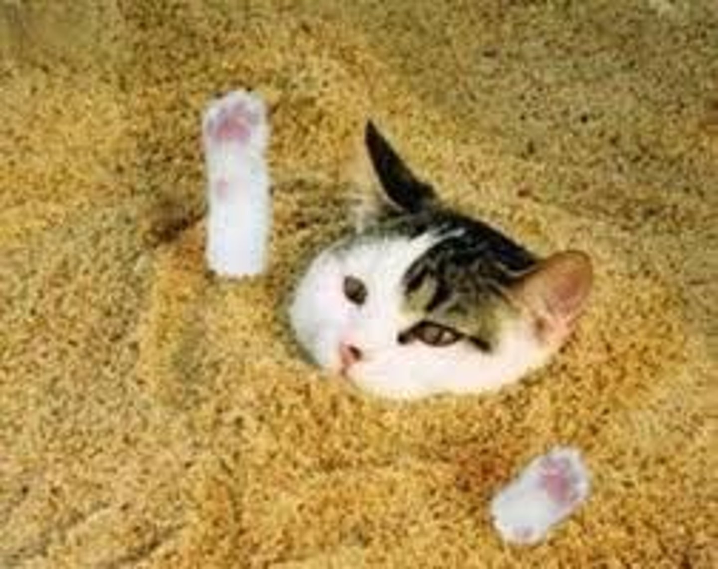 <p>buried</p>