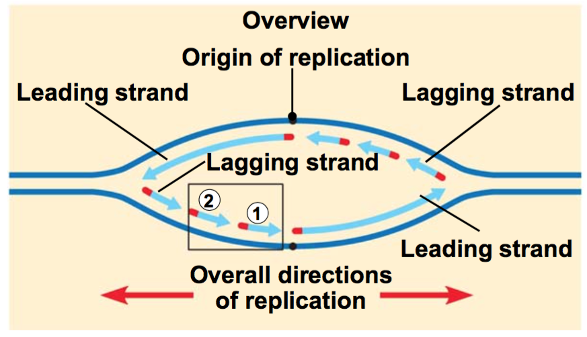 <p>A replication bubble and two forks</p>