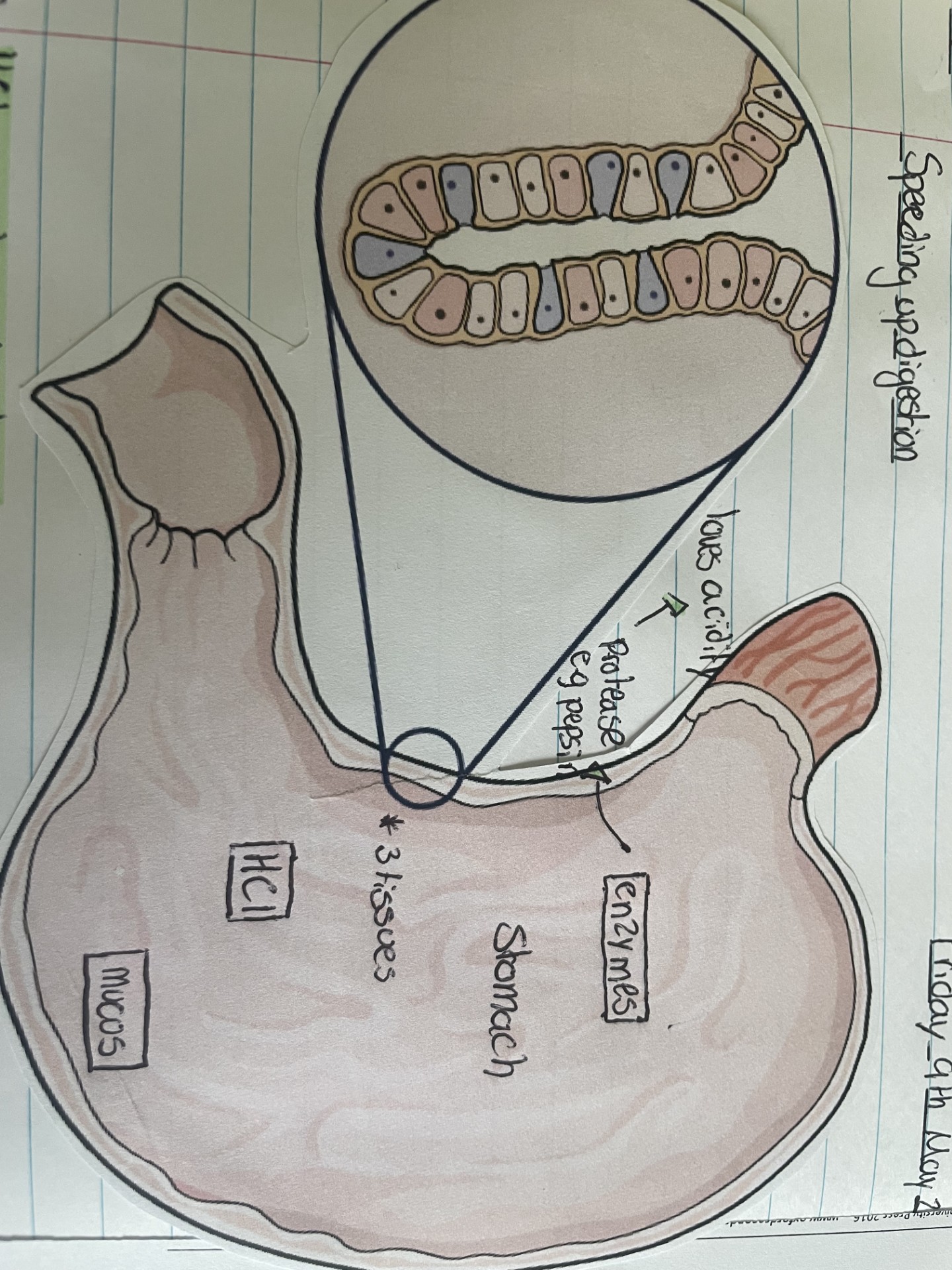 The Stomach