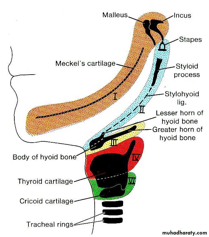 V1 → Mandible/ jaw
○ V2 → Part of the hyoid bone, stylohyoid ligament/ process
○ INSERT CHART (orange blue yellow red green)
○ We don’t have a V7, it was lost in development