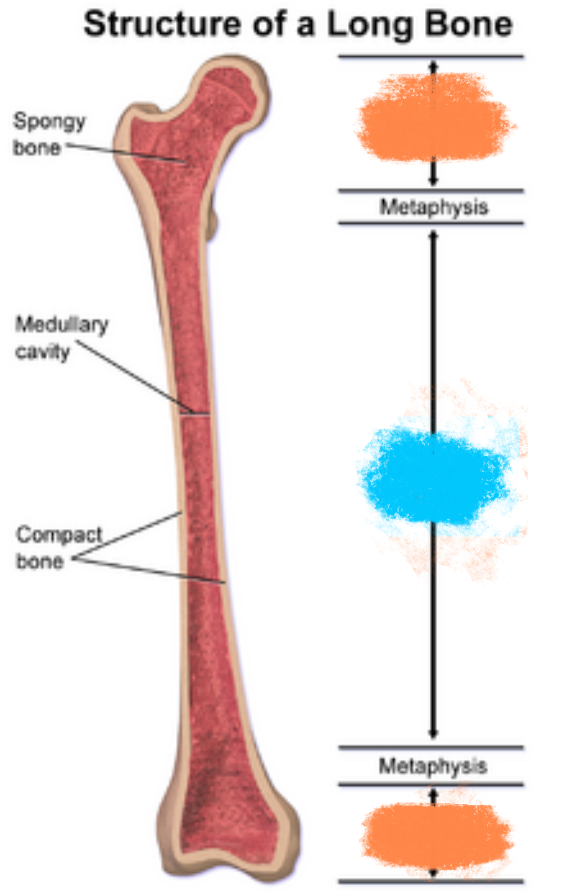 <ul><li><p>In blue</p></li><li><p>Central shaft of a long bone, composed of cortical bone, withstands compressive forces</p></li></ul>