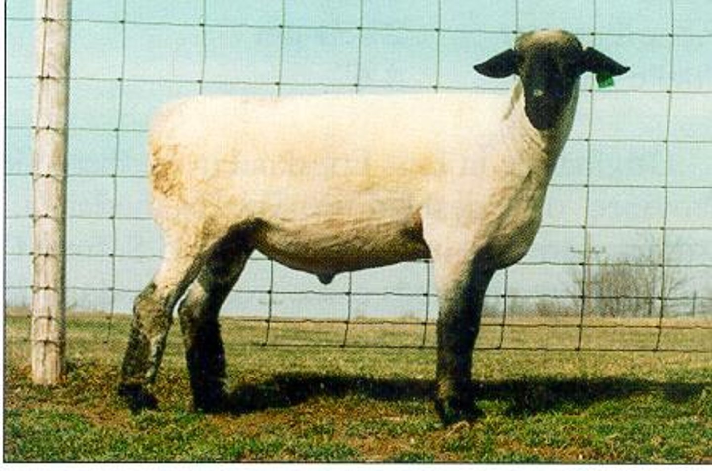 <p>Open face- usually rich brown to black; black legs</p><p>Some wool on heads and legs</p><p>Large (Rams 250-350 lb)</p><p>Widely used as terminal sire in market lamb production</p>
