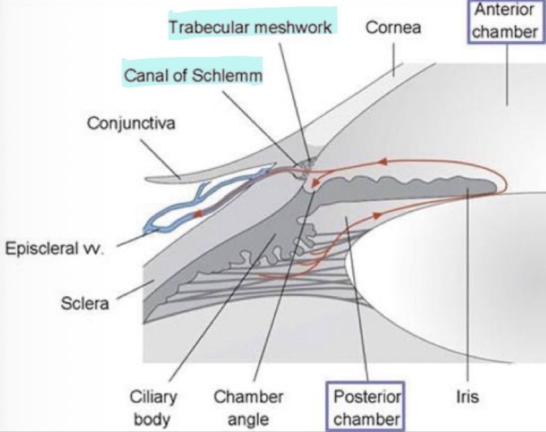 <p>Aqueous humour is <strong>continuously</strong> produced and drained:</p><p></p><ol><li><p>It is secreted from the <mark data-color="yellow" style="background-color: yellow; color: inherit;">epithelial cells</mark> of the <mark data-color="yellow" style="background-color: yellow; color: inherit;">ciliary bod</mark>y behind the iris&nbsp;</p></li><li><p>It migrates into the <strong>anterior chamber</strong> by flowing between the iris and the lens</p></li></ol><p><u>At the same time</u> as the aqueous humour is being produced, it is being drained: </p><ol start="3"><li><p>It is drained through the pores of the <strong>trabecular meshwork</strong></p></li><li><p>It passes into the <strong>Canal of Schlemm</strong>, then into veins of the orbit via the <strong>episcleral vein </strong></p></li></ol><p></p>