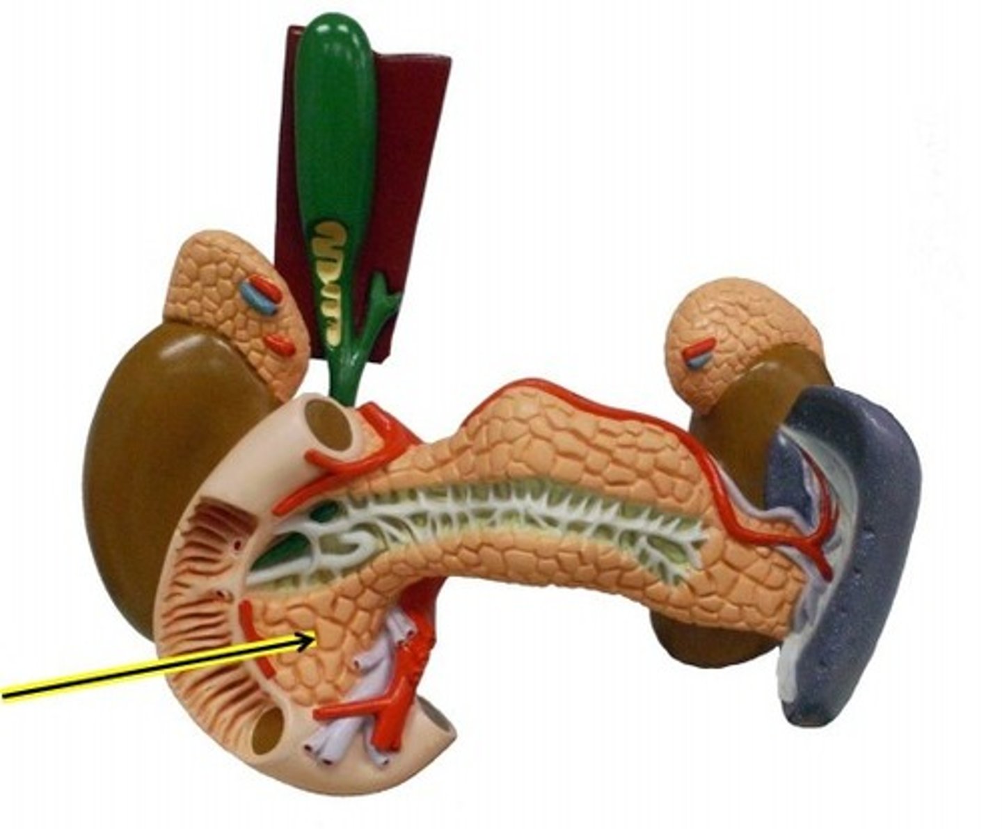 <p>What is this body feature?</p>