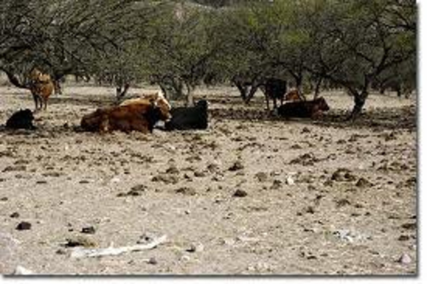 <p>the depletion of vegetation due to the continuous feeding of too many animals</p>