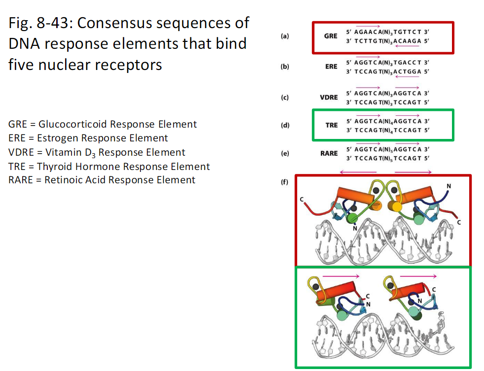 <p><strong>Figure 8-43</strong><br> Consensus sequences of DNA response elements that bind nuclear receptors</p><p><strong>Glucocorticoid Response Element GRE</strong><br> DNA response element that binds the glucocorticoid receptor</p><p><strong>Estrogen Response Element ERE</strong><br> DNA response element that binds the estrogen receptor</p><p><strong>Vitamin D3 Response Element VDRE</strong><br> DNA response element that binds the vitamin D3 receptor</p><p><strong>Thyroid Hormone Response Element TRE</strong><br> DNA response element that binds the thyroid hormone receptor</p><p><strong>Retinoic Acid Response Element RARE</strong><br> DNA response element that binds the retinoic acid receptor</p>
