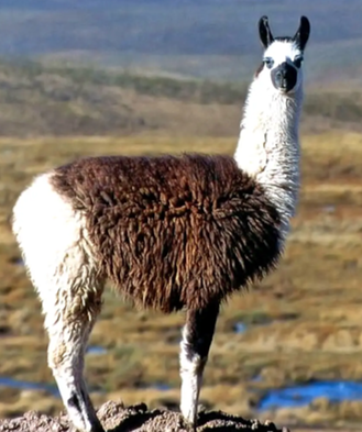 <p>Llama breed: medium wool coat with short hair on head and neck, fiber grow to knees in front and hock in rear, <strong>must </strong>be shorn</p>