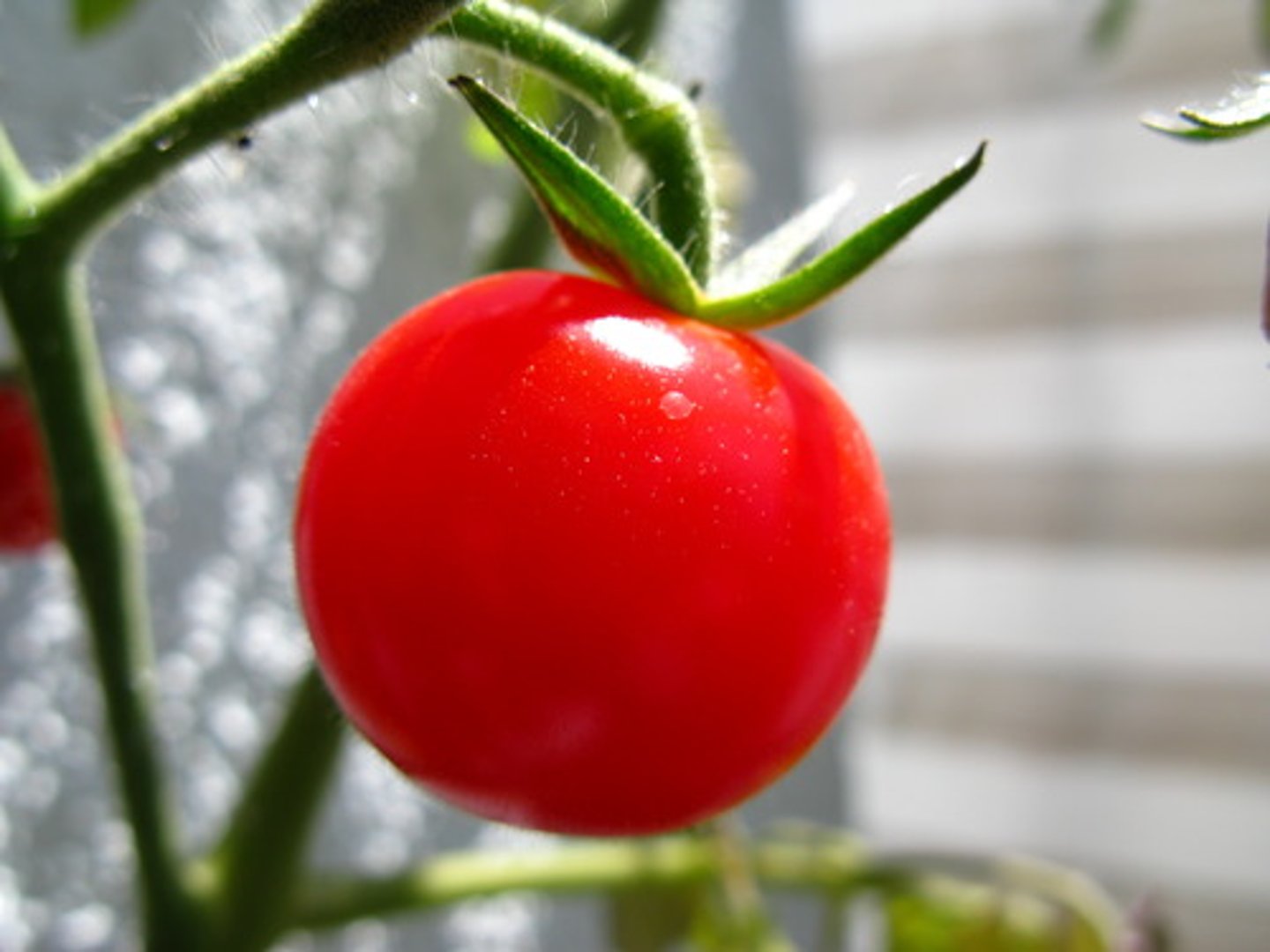 <p>tomato</p>