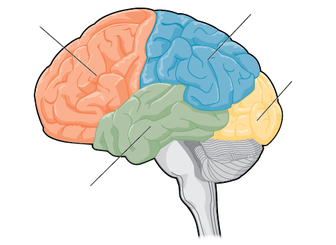 Where is occipital lobe?