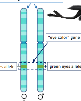 <p>An organism that can inherit 2 of the same allele for a particular gene. </p>