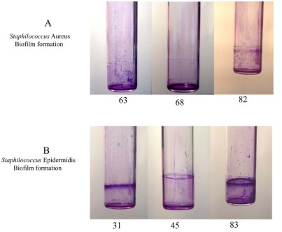 <p>Test the ability of bacteria to form biofilm using the dye crystal violet Temp 37*C</p>