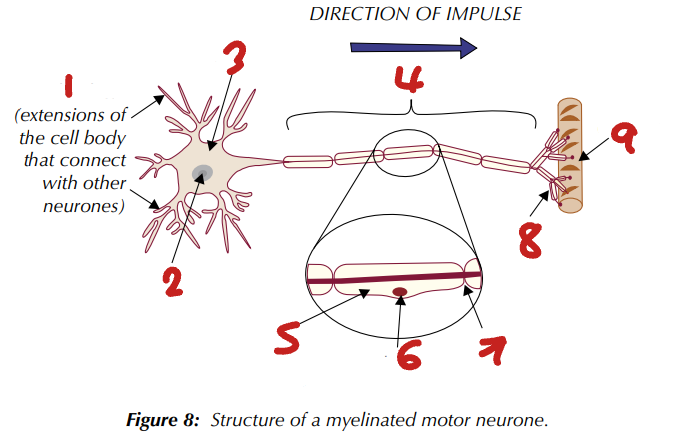 <p>Label the Structure of a Myelinated Motor Neuron (1→9)</p>