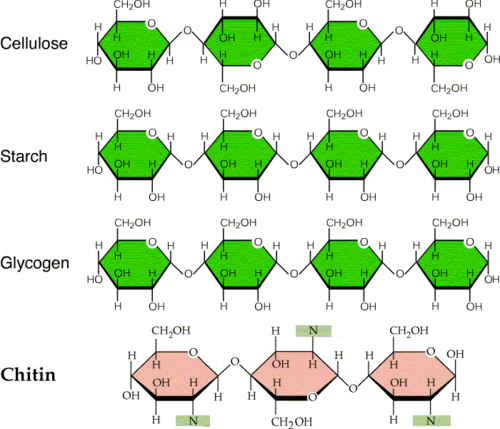 Formed from many monosaccharides.