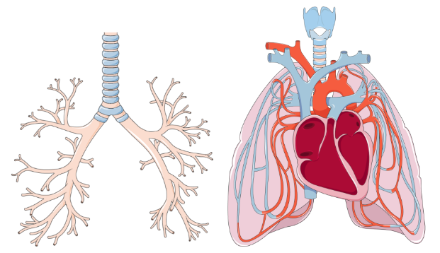 <p><strong>vascular tree</strong><span>&nbsp;and the&nbsp;</span><strong>airway tree</strong><span>,</span></p>