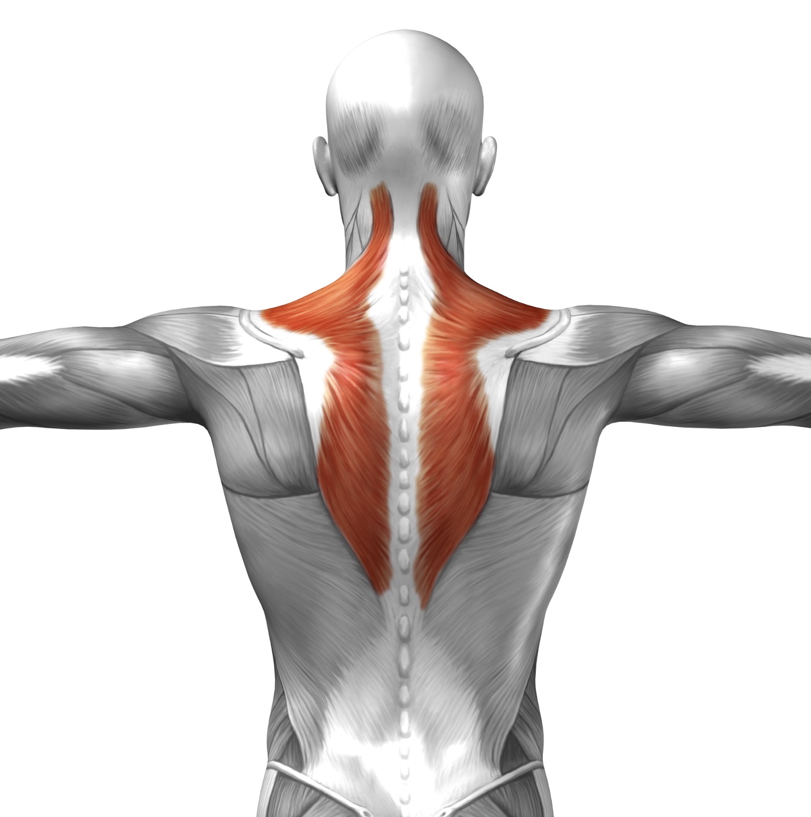 <p>What muscle is this</p>