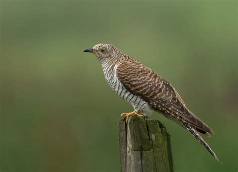 <ul><li><p>horizontaal patroon op buik</p></li></ul><p></p>