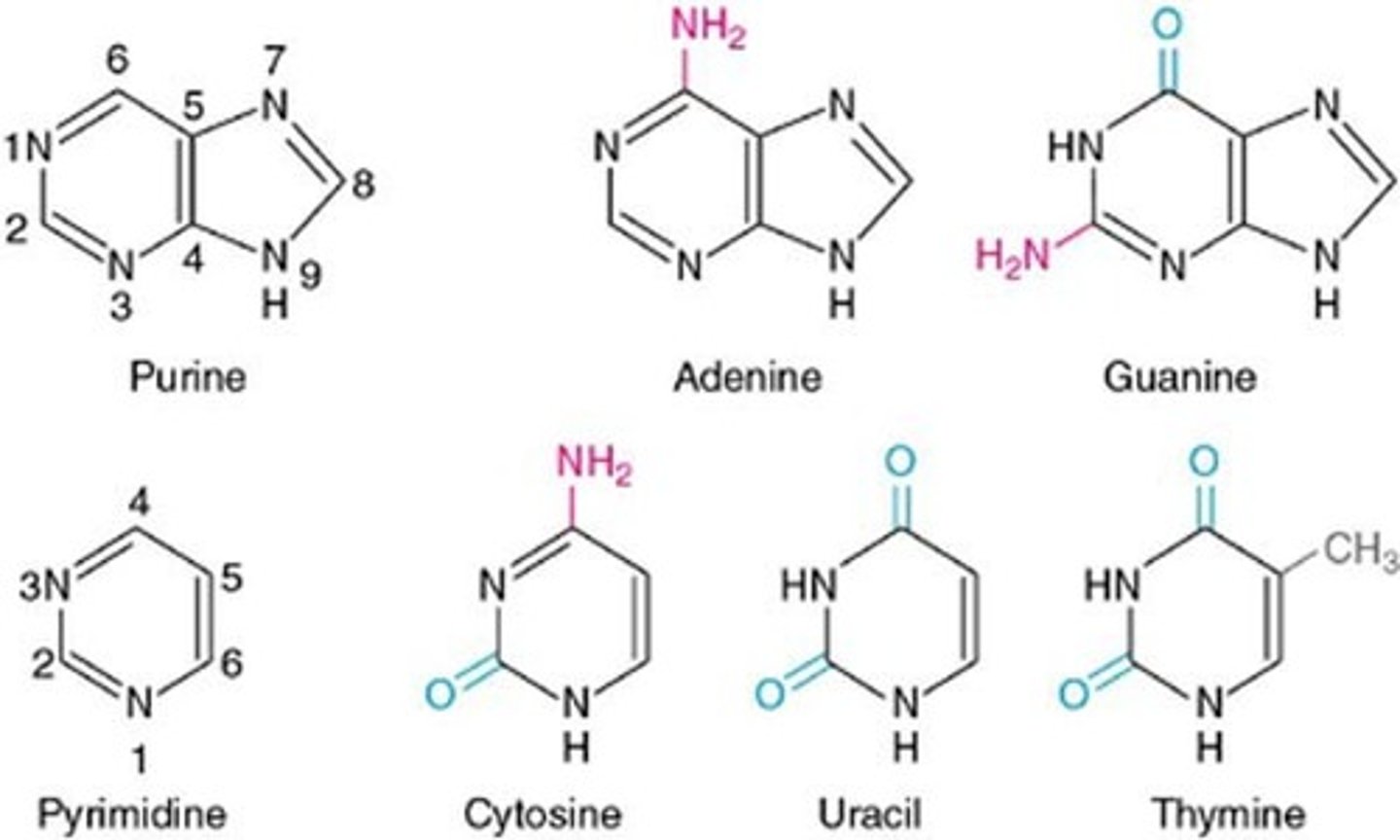 <p>Purine: Double ring with 2 hydrogen bonds (Adenine and Guanine)</p><p>Pyrimidines: Single ring with 3 hydrogen bonds (Cytosine, Uracil, Thymine)</p>