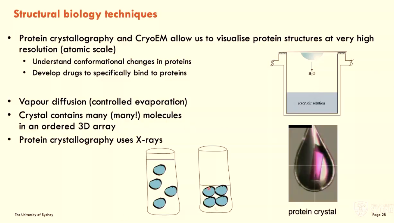 <p>Vapour diffusion (controlled evaporation)</p><ul><li><p>crystal contains many molecules in an ordered 3D array</p></li><li><p>protein crystallography uses X-rays</p></li></ul><p></p>