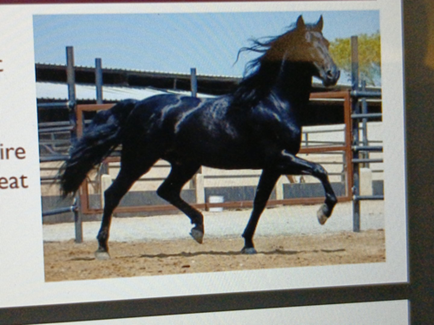 <p>-"Tennessee Walker"</p><p>¡ Breed origin: Narragansett</p><p>Pacer, Canadian Pacers,</p><p>Spanish Mustangs</p><p>¡ Black Allan - foundation sire</p><p>¡ Unique walking gait - 4-beat</p><p>running-walk</p><p>¡ Easy to ride</p><p>¡ Farms &amp; plantation</p>