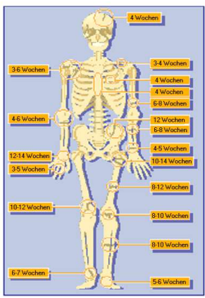 <p>Dauer Knochenheilung</p><ul><li><p>je größer der Knochen desto länger</p></li></ul><p></p>