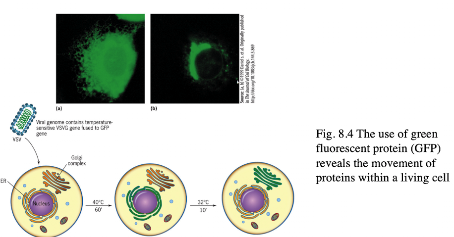 <ul><li><p>GFP tagging allows microscope viewing of protein movement in living cells</p></li><li><p>Production and movement of viral proteins can be monitored </p></li></ul><p></p>