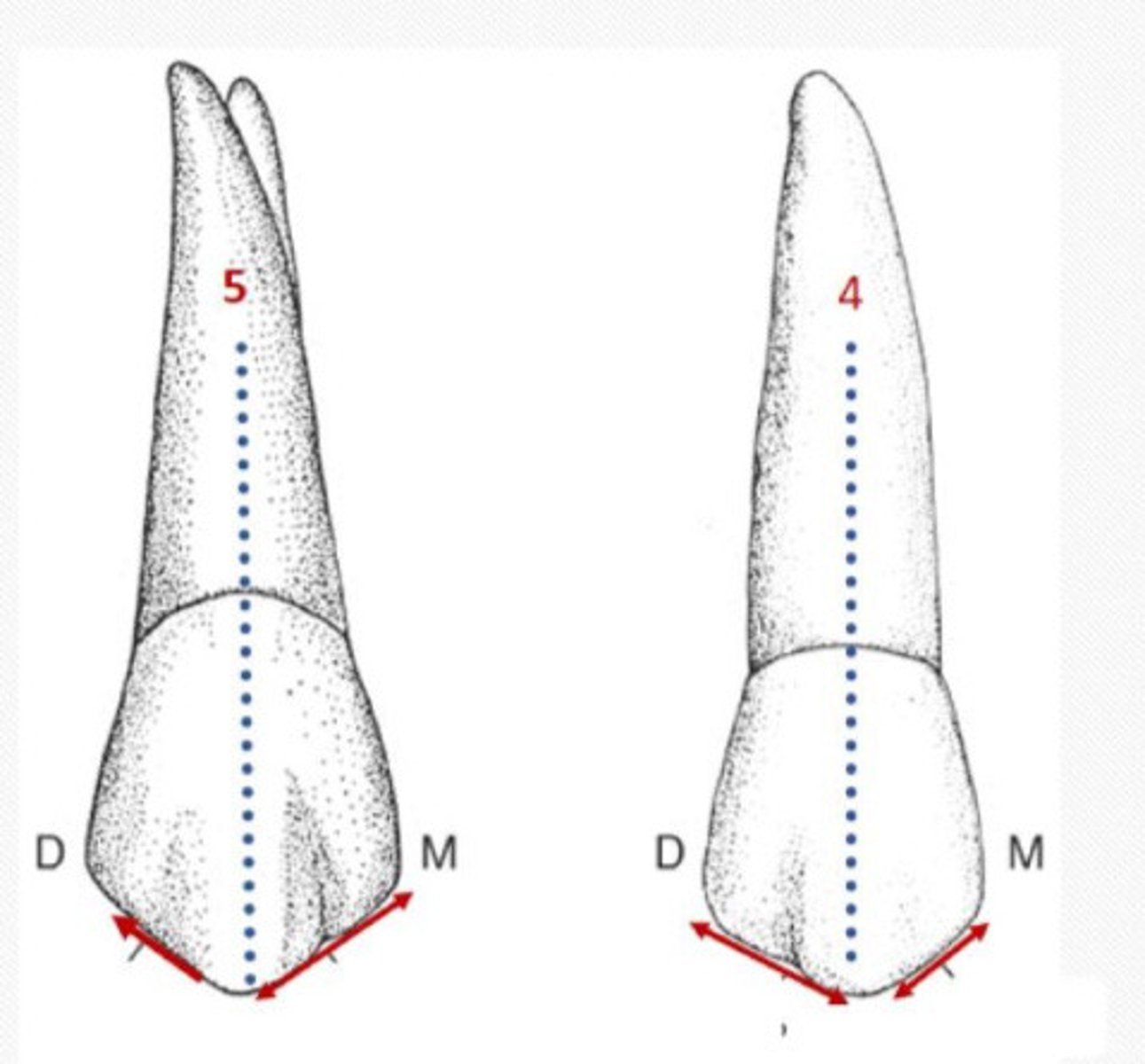 <p>Maxillary second premolars __ cusp ridge is longer than the mesial cusp ridge (flipped from first)</p>