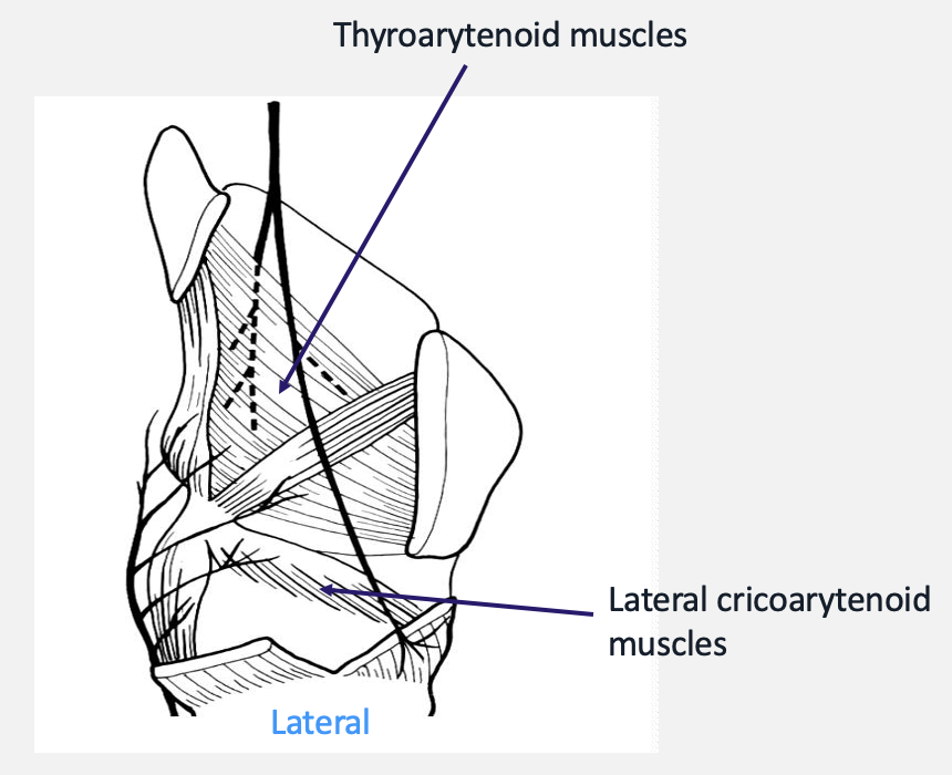 <p>what is the function of the thyroarytenoid muscles</p>