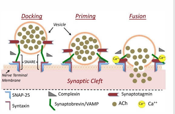 <ul><li><p>Vesicles with ACh dock at the membrane, but do not release ACh. • <strong>SNARE binding vesicle/membrane</strong></p></li><li><p><strong>Calcium (from VG Calcium channels) binds to synaptotagmin.</strong></p></li><li><p>Calcium binding to synaptotagmin causes displacement of complexin</p></li><li><p>This causes vesicle/membrane fusion and the re<strong>lease of vesicular contents (ACh)</strong></p></li><li><p>Afterwards, vesicles are reabsorbed and recycled or degraded.<br></p></li></ul><p></p>