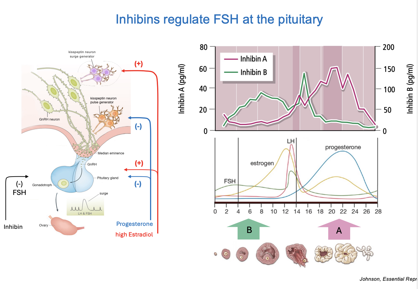 <ul><li><p>Forms a private inhibitory feedback system with two inhibins</p><ul><li><p><strong>A </strong>and <strong>B</strong></p></li></ul></li></ul><ol><li><p><strong>inhibin B</strong>→ released by granulosa cells</p><ul><li><p>helps reduce FSH secretion just before the <strong>estrogen surge</strong></p></li></ul></li><li><p><strong>Inhibin A→ </strong>also decreases FSH</p><ul><li><p>released during hih progesterone</p></li></ul></li></ol><p></p>