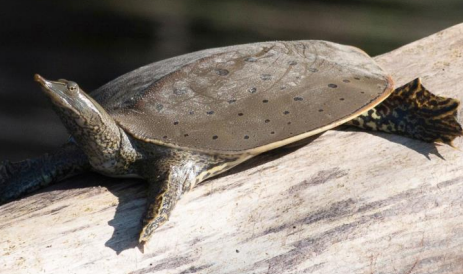 <p>Spiny softshell</p>