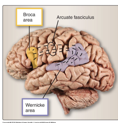 <p>There are two main areas for language in the <strong>dominant hemisphere</strong> (usually the left)</p><p>Wernicke’s and Broca’s area </p>