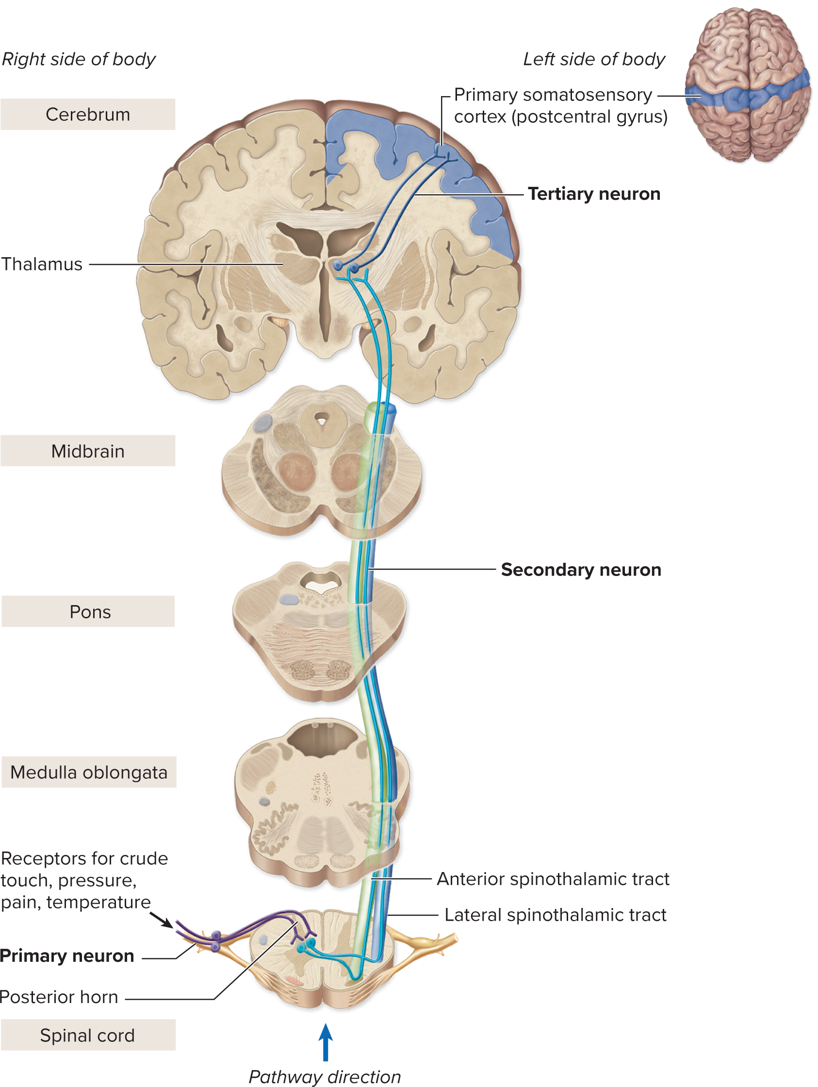 <p>II. Anterolateral Pathway (Crude Touch, Pain, &amp; Temperature)</p>