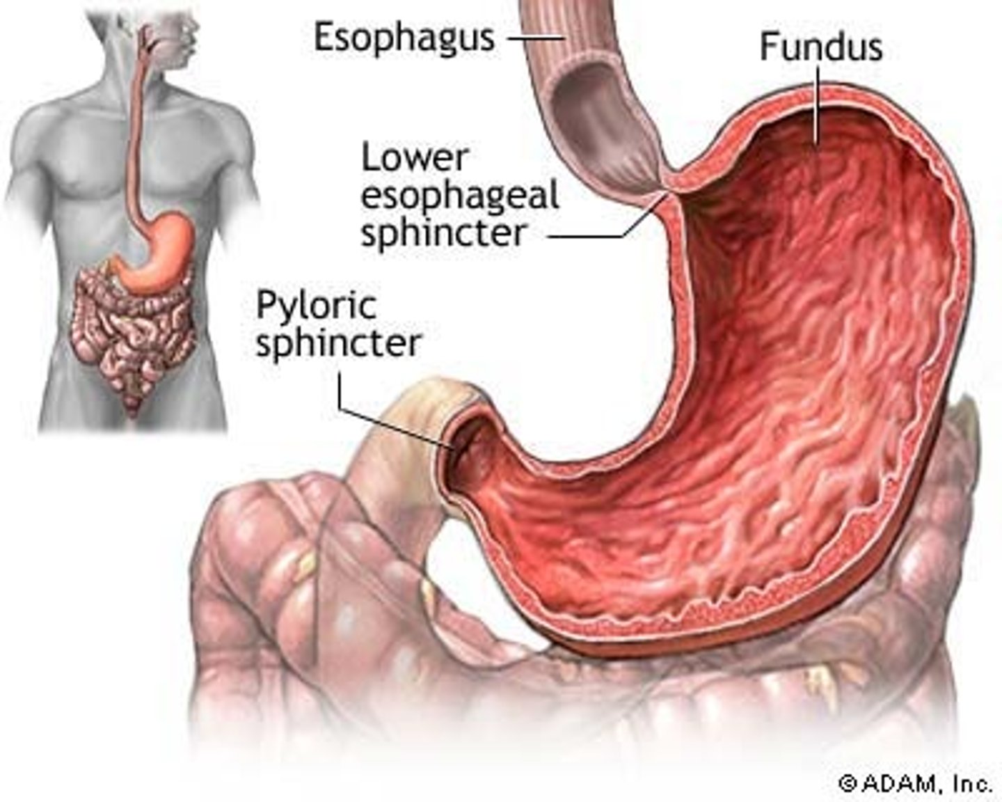 <p>ring of muscle</p><p>prevents contents (food) of the stomach from moving into the esophagus</p>