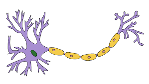 <p><span>a fatty sheath that insulates axons from one another, resulting in increased speed and efficiency of neural communication</span></p>