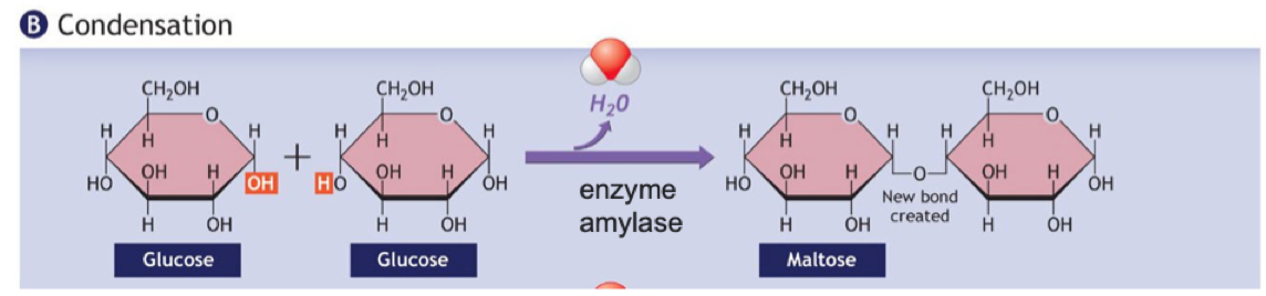 <ul><li><p>Opposite of hydrolysis</p></li><li><p>two molecules combine to build a single larger molecule with the loss of water</p><ul><li><p>water is produced from the reaction</p></li></ul></li></ul><p></p><ul><li><p>the process where water vapour in the air is changed into liquid water</p></li></ul>