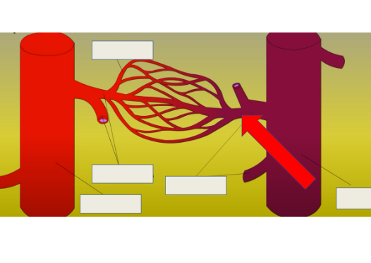 <p>merge into veins from cappillaries</p>