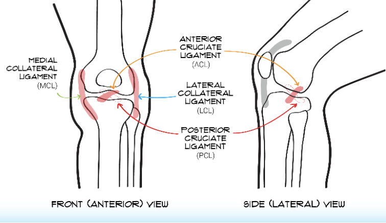 <p>anterior cruciate ligament (ACL), posterior cruciate ligament (PCL), medial collateral ligament (MCL), lateral collateral ligament (LCL)</p>