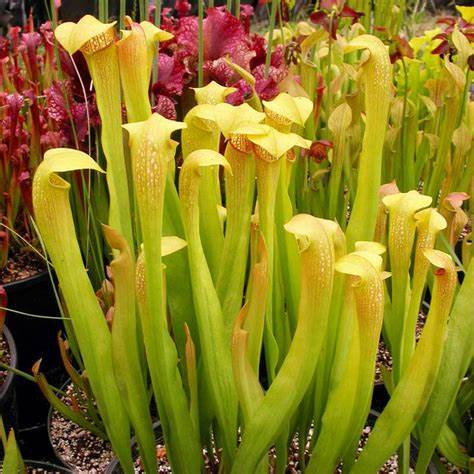 Family: Sarraceniaceae

SN: Sarracenia alata