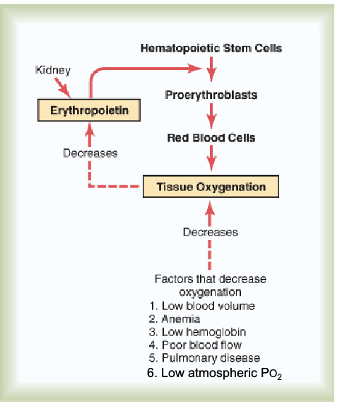 <ul><li><p><strong>Local tissue hypoxia</strong> sensed by kidney triggers release of <strong>EPO</strong>.</p></li><li><p>EPO → bone marrow → stimulates <strong>hematopoietic stem cells</strong>.</p></li><li><p>EPO is a <strong>peptide hormone</strong> acting via <strong>tyrosine kinase receptors</strong>.</p></li></ul><div data-type="horizontalRule"><hr></div><p>JW HY: Triggered by Poor blood flow, pulmonary diseases, because, you know, now you're not having good diffusion at the place where you're supposed to be having gas exchange, and low atmospheric O2.</p><p>***That <strong>low atmospheric PO₂</strong> is a stimulus for EPO production (contextual hypoxia trigger).</p>